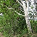 2. Tronc blanc d'Eucalyptus.jpeg