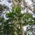 3. Azadirachta indica A. Juss. - Neem, Margotier. Lilas. - Meliaceae - Exotique - Inde juvénile.jpeg