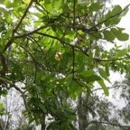 6. Terminalia arjuna (Roxb. ex DC.) Wight et Arn - Carambole marron - Combretaceae  - Inde.jpeg