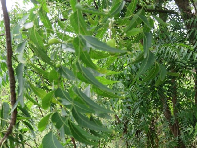 9. Fruits du Azadirachta indica A. Juss. - Neem, Margotier. Lilas. - Meliaceae - Exotique - Inde.jpeg