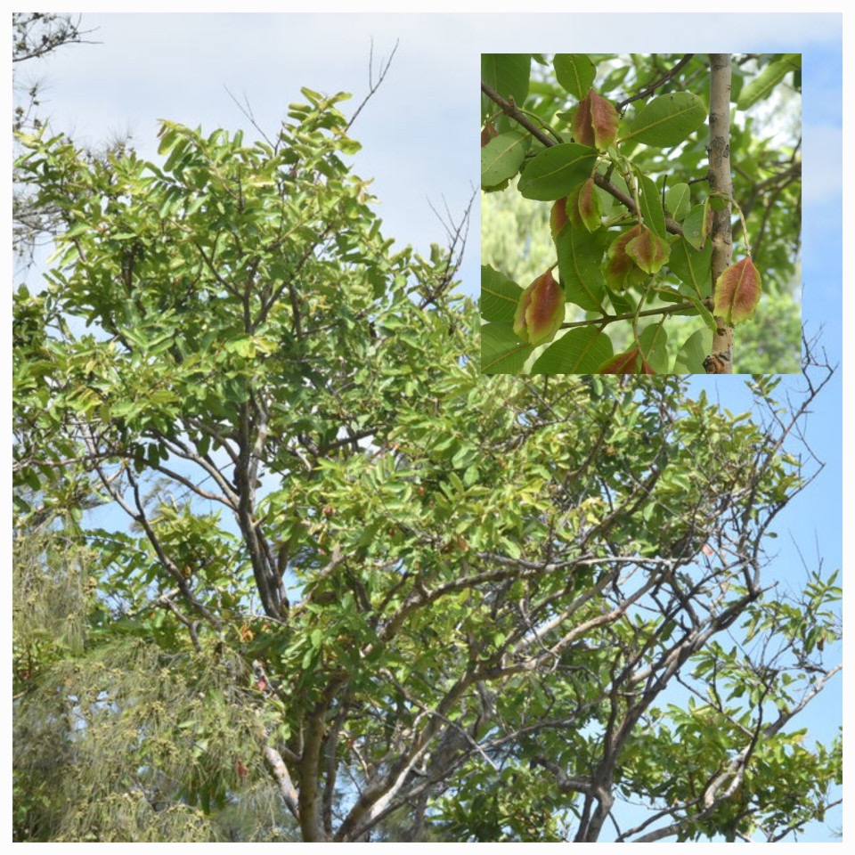 Terminalia_ajurna_Carambole_marron_COMBRETACEAE_Inde_20230214_194836.jpg