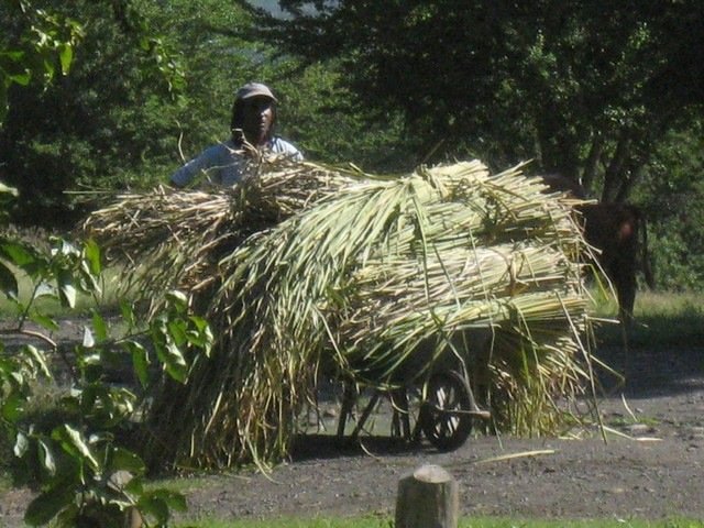 02 Typha domingensis,  vouve jonc 25 4 12 Etang Gol IMG 0221