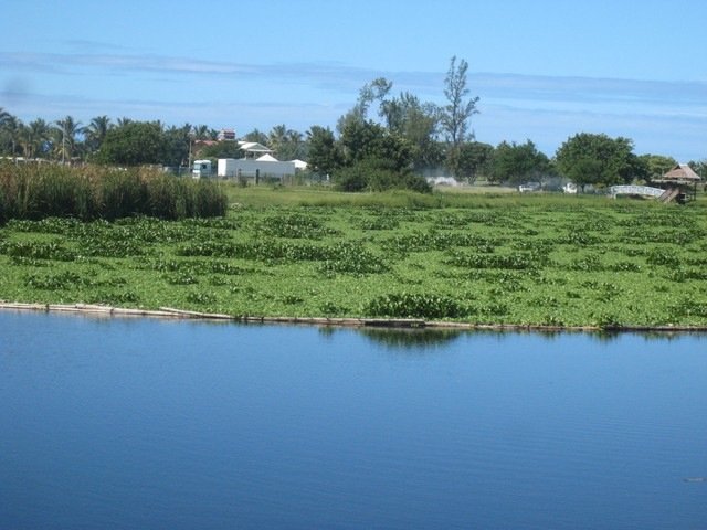 08 barrage aux pens�es et laitues d' eau Etang du Gol 25 4 12 IMG 0234