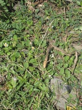 12 Tridax procumbens, herbe � caille IMG 0245