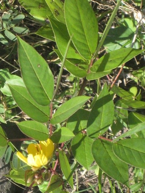 14 4  Senna occidentalis, indigo IMG 0283