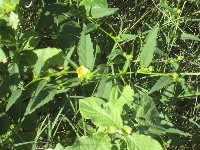 15 Malvastrum coromandelium, herbe dure IMG 0253