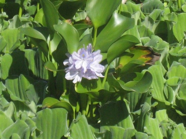 21 2 Eichhornia crassipes, jacin the ou pens�e d'eau IMG 0261