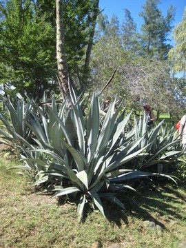 23 1 Agave vera-cruz, choca bleu IMG 0268