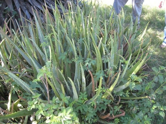 23 3  Aloe vera, aloes amer IMG 0266