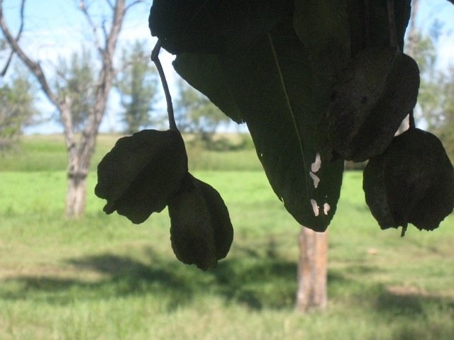 25 4 Terminalia arjuna, badamier carambole fruit IMG 0278