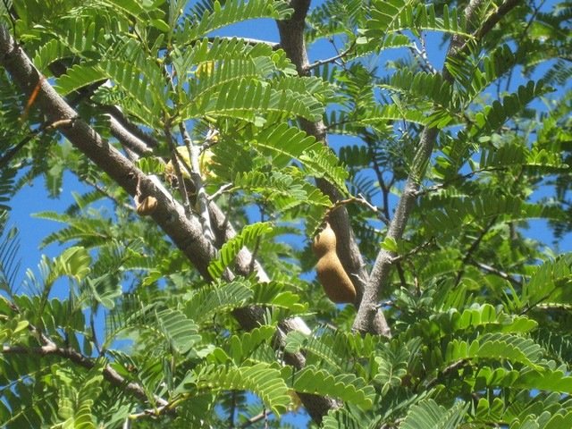 29 Tamarindus indica, tamarinier,  fruit IMG 0285