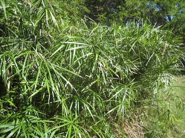 32 1 Cyperus involucratus , papyrus IMG 0296