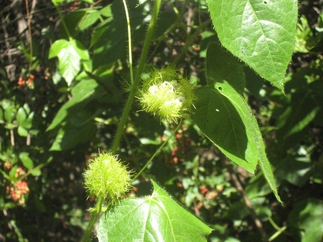 34 4 Passiflora foetida, poc-poc  0302