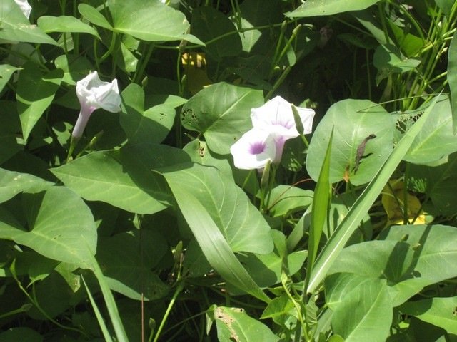 38 IMG 0309