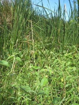 39 2 Setaria geminata, herbe le riz IMG 0315