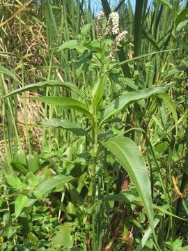 40 1 Polygonum   renou�e IMG 0318