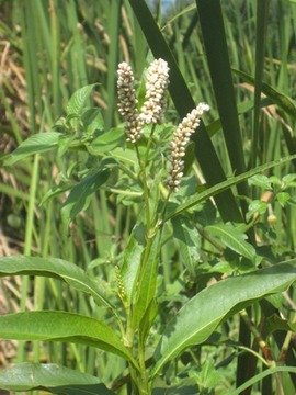 40 2 Polygonum renou�e IMG 0319