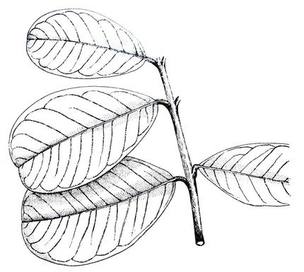 Noronhia emarginata