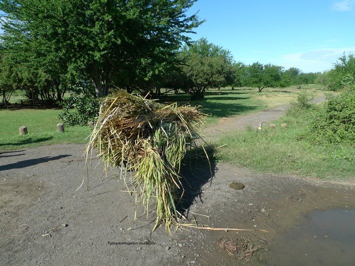 P1000598
