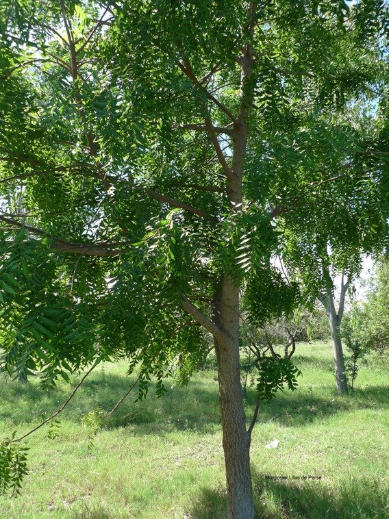 P1000618