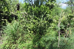 IMG_1260