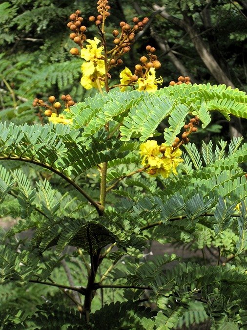 114 1  flamboyant jaune IMG 6934