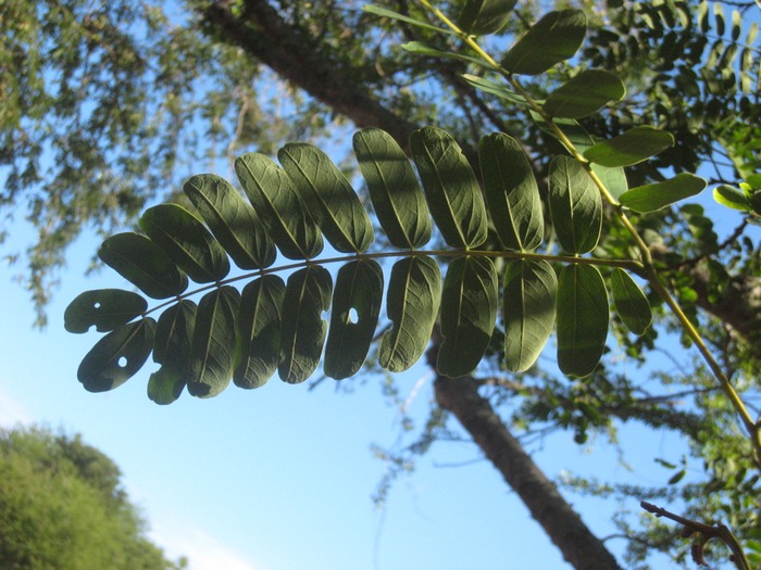 11Albizia lebbeck, bois noir IMG 9963