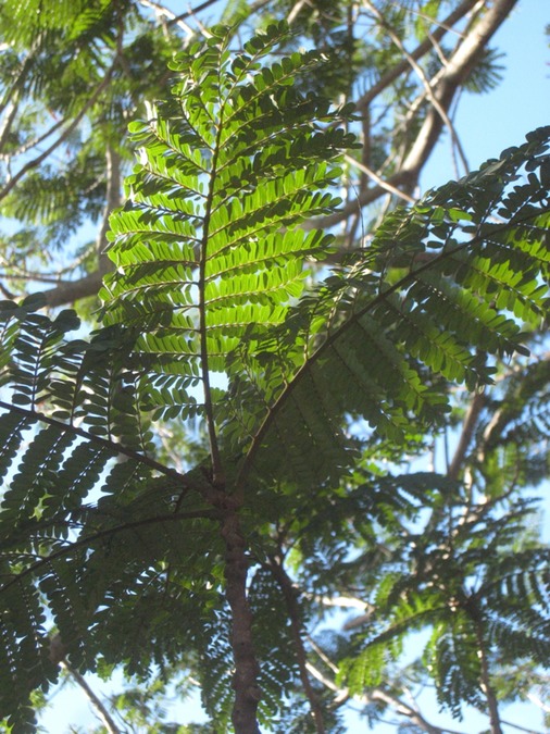 13 Delonix regia, flamboyant IMG 9965