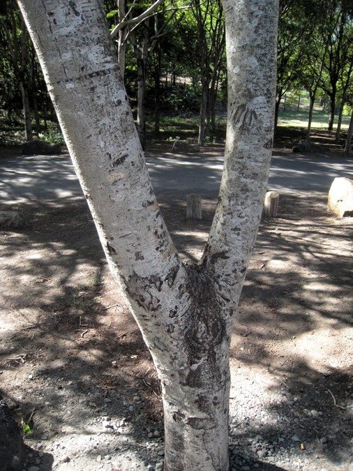 14 Delonix regia, flamboyant tronc  IMG 9966