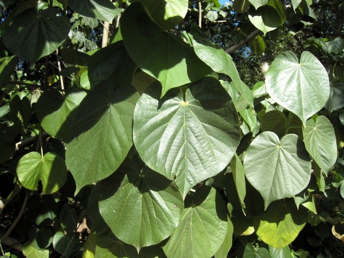 17 Mova hibiscus tiliceanus feuille MG 9969