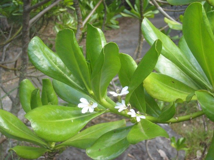 23 Scaevola taccada, manioc bord de mer, manioc marron IMG 9974