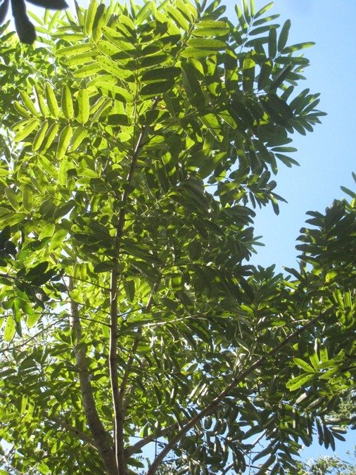 27 2 Khaya Senegalensis, acajou du Sénégal  IMG 9978