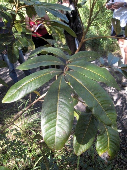 33  Cossinia pinnata, bois de Judas  IMG 9983