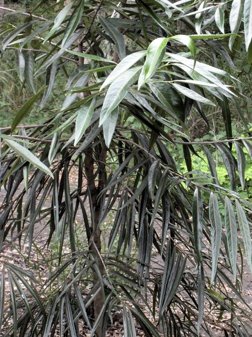 41 112 1 Cassine orientalis, bois rouge hétérophille IMG 6932