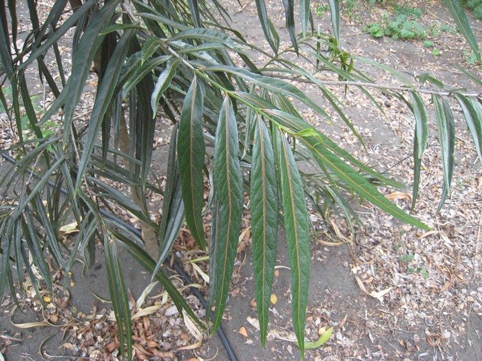 42 112 2 Cassine orientalis, bois rouge IMG 6931