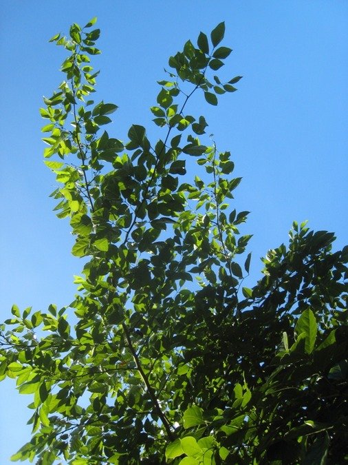 46 Pongamia pinnata, pongame coqueluche coque lisse IMG 9990