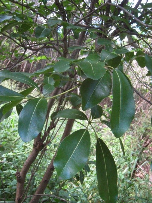 52 Calice du pape IMG 9998