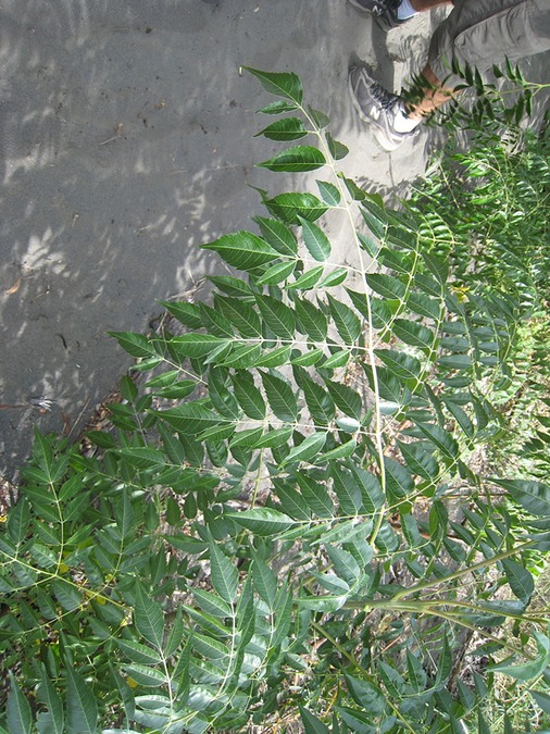 56 118 lilas de Perse margosier 1 feuille IMG 6939