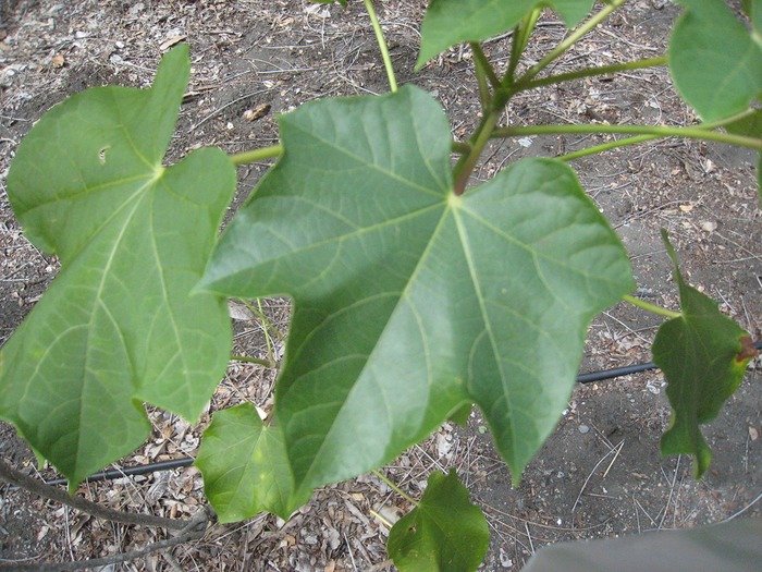 57 Jatropha IMG 0008