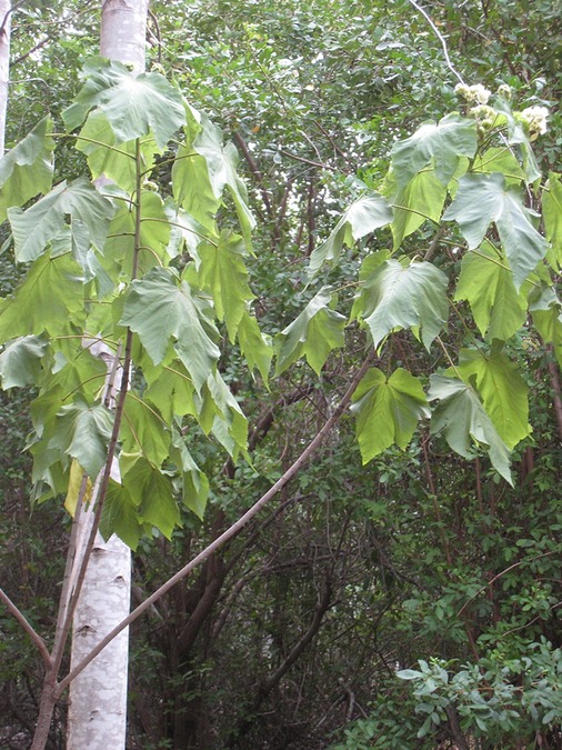 74 113 Dombeya acutangula, petit mahot, mahot tantan (fleur blanche sent bon) IMG 6933