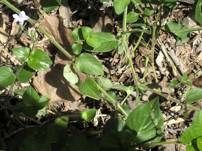 77   Asystasia gangetica, herbe le rail  IMG 0018