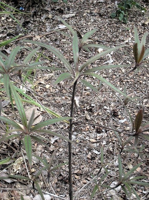 86 Terminalia bentzoe, benjoin IMG 0028