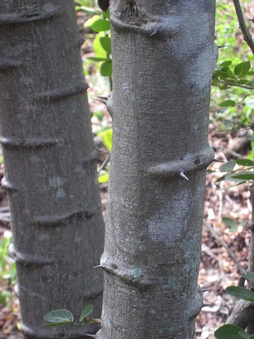 9 Pithecellobium dulce, tamarin d'Inde, tronc épineux IMG 0006