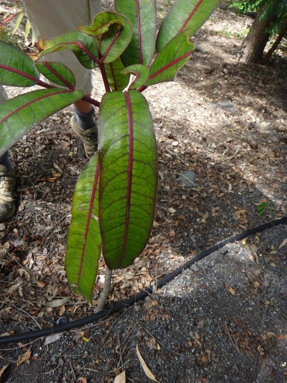 Bois%2520d%2527eponge%252C%2520gastonia%2520cutispnongia