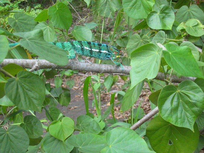 endormi mâle après le stress IMG 0026