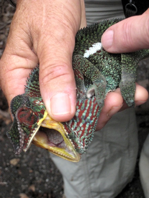 endormi mâle gueule ouverte IMG 0024