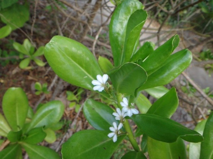 Manioc%2520bord%2520de%2520mer%252C%2520scaevola%2520taccada%2520%25283%2529