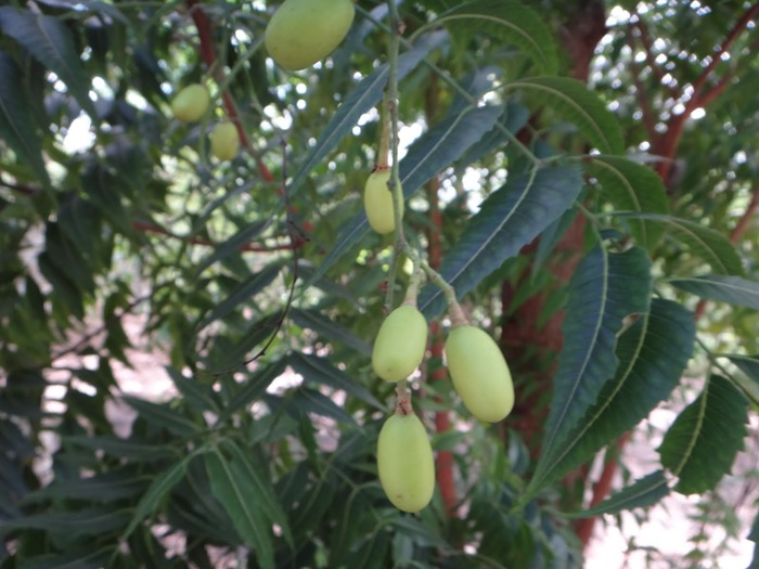 Margosier%252C%2520lila%2520%25281%2529