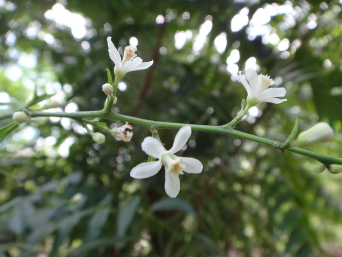 Margosier%252C%2520lila%2520%25282%2529