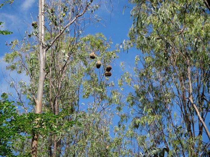 Nid%2520de%2520oiseaux%2520bellier